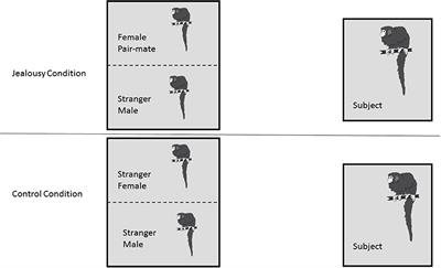 Imaging, Behavior and Endocrine Analysis of “<mark class="highlighted">Jealousy</mark>” in a Monogamous Primate